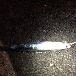 また引き釣りでドラゴン